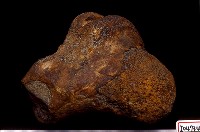 藏品(野牛右股骨下端)的圖片